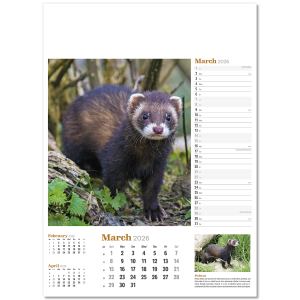 Wildlife in Britain Wall Calendar